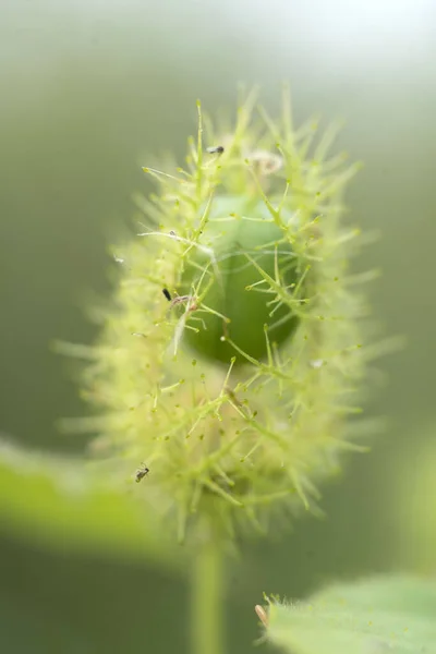 Selective Focus Shot Green Mossy Passionflower — Stock Photo, Image