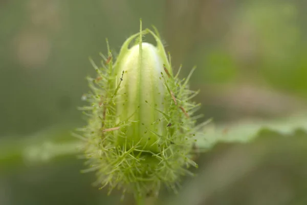 Tiro Foco Seletivo Flor Paixão Musgosa Verde — Fotografia de Stock