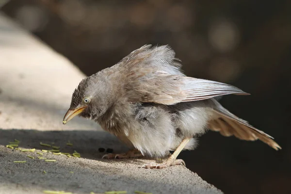 दगड बलर — स्टॉक फोटो, इमेज