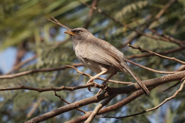 Djungel Babbler Uppflugen Trädgren — Stockfoto