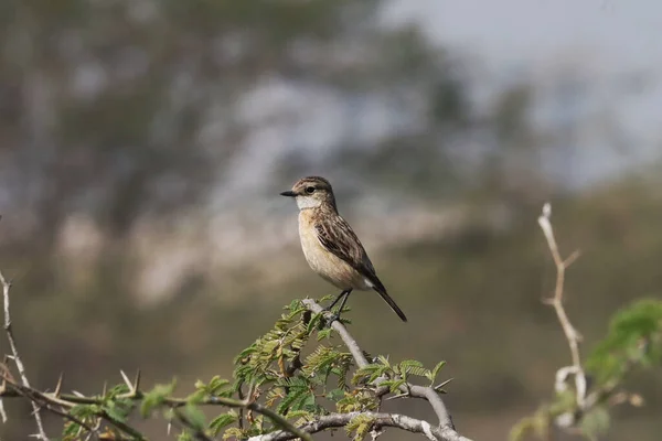 Een Siberische Stonechat Neergestreken Een Boomtak — Stockfoto