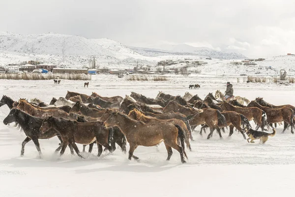 Grupa Pięknych Brązowych Koni Biegających Zimą Zaśnieżonym Polu Psami Stróżami — Zdjęcie stockowe