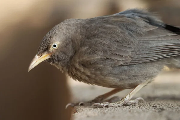 दगड बलर — स्टॉक फोटो, इमेज