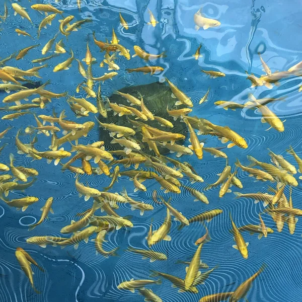 Shot Small Yellow Fish Water — Stock Photo, Image