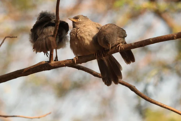 Flock Jungle Babblers Perched Tree Branch — Stock Photo, Image