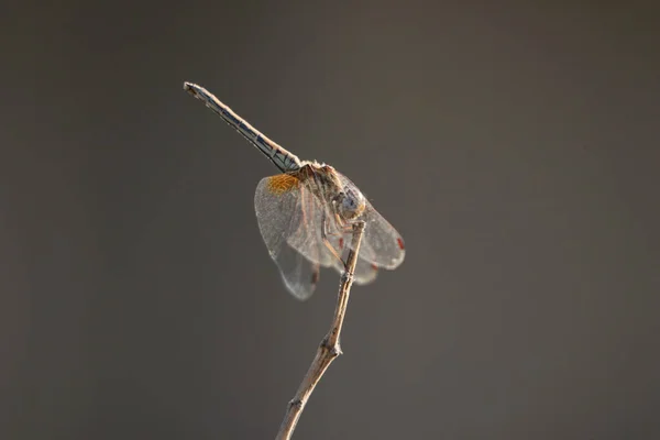 Een Gewone Libelle Een Twijgje — Stockfoto