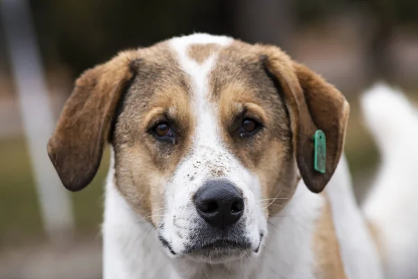 Portret Białego Brązowego Bezdomnego Psa Kolczykiem Smutnymi Oczami — Zdjęcie stockowe