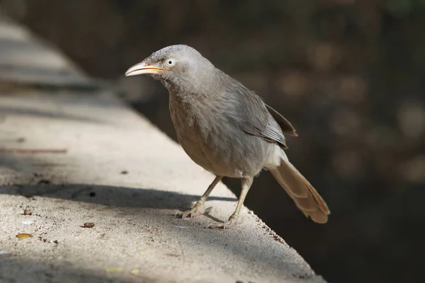 Une Jungle Babbler Sur Une Pierre — Photo