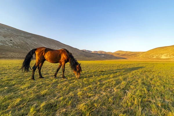 Cavalo Marrom Comendo Grama Vale Verde Com Fundo Montanhoso — Fotografia de Stock