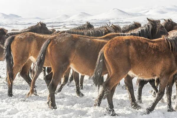 Groupe Beaux Chevaux Bruns Marchant Dans Champ Enneigé Hiver — Photo