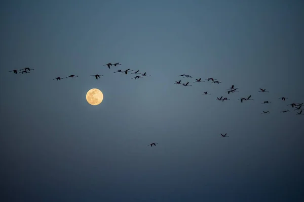 Plano Horizontal Una Luna Llena Grupo Aves Voladoras —  Fotos de Stock
