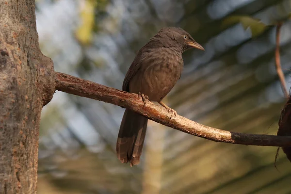 Een Jungle Babbler Neergestreken Boomtak — Stockfoto