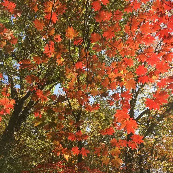 Ein Schuss Buntes Laub Herbst — Stockfoto