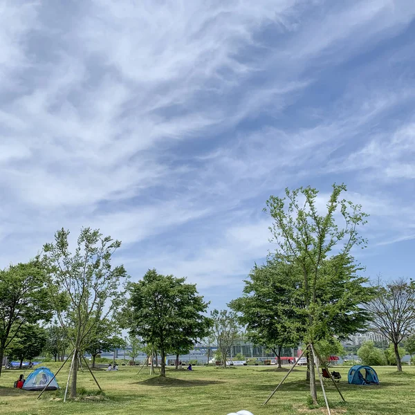 Een Opname Van Een Groen Landschap Zomer — Stockfoto