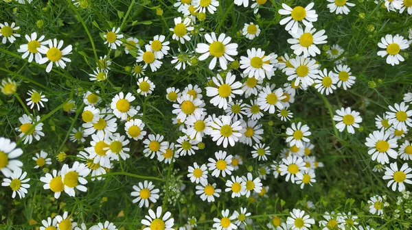 Überkopfschuss Eines Feldes Mit Kamillen Einem Sonnigen Tag — Stockfoto