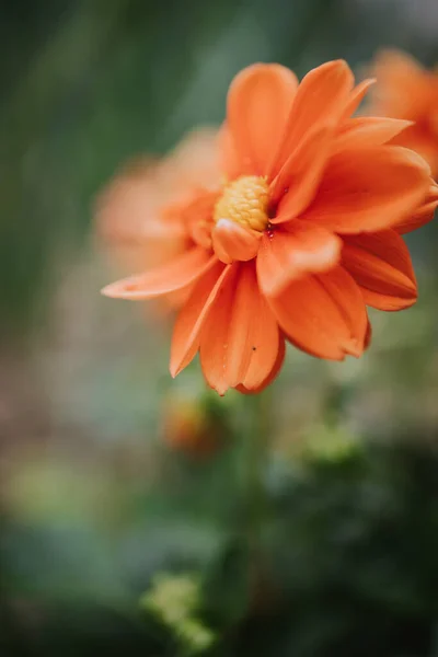 Une Mise Point Sélective Belle Fleur Dahlia Orange Fleurie Dans — Photo