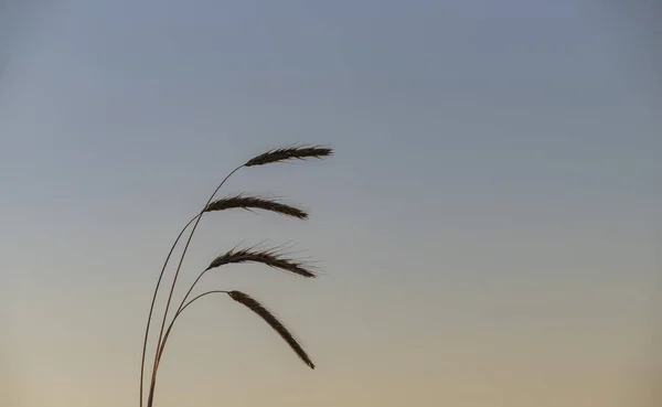 Shot Ripe Yellow Wheat Ears Harvest Season — Stock Photo, Image