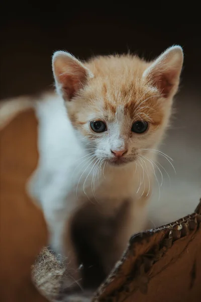 Primer Plano Mullida Adorable Gatito Jengibre Pequeño —  Fotos de Stock