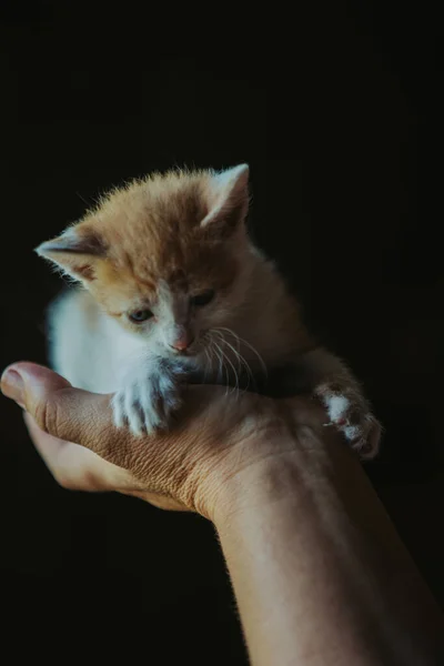 귀엽고 복슬복슬 고양이를 사람의 — 스톡 사진
