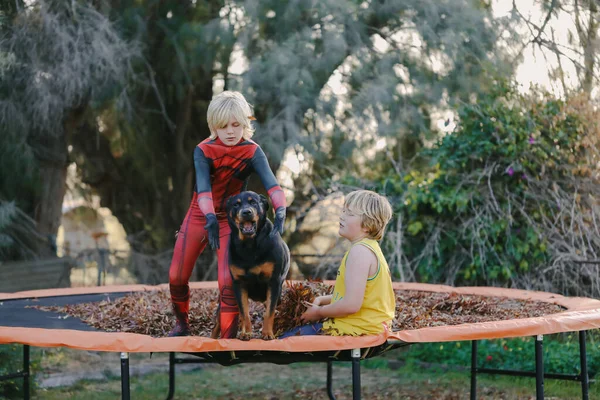 An image of two Caucasian blond-haired boys playing on the trampoline with a black dog full of autumn leaves in Australia