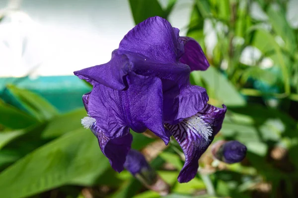 在模糊的背景下 一张紫色虹膜花的特写照片 — 图库照片