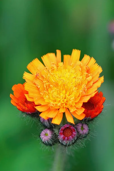 Disparo Vertical Flores Maleza Naranja Brillante Emergente Hieracium Auranticaum —  Fotos de Stock