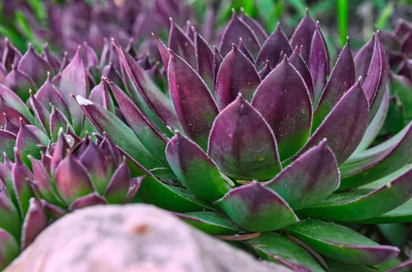 보라색 덩굴식물의 클로즈업 — 스톡 사진