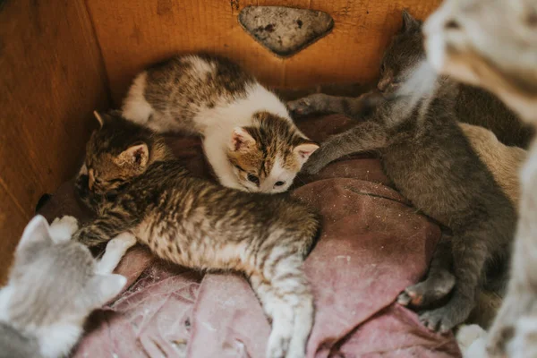 Battaniyenin Üzerindeki Tüylü Sevimli Kedi Yavrularının Yakın Çekimi — Stok fotoğraf