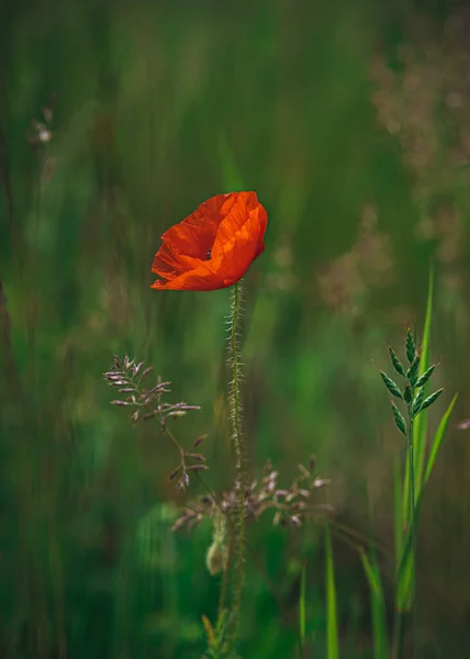 背景がぼやけているフィールドに美しいシャーリーケシの花の選択的な焦点 — ストック写真