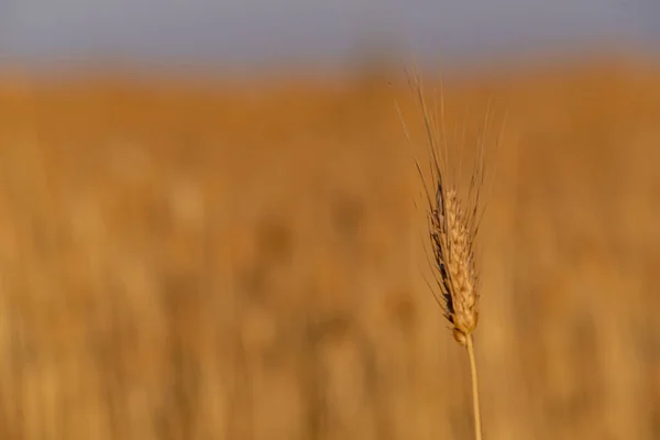 Hasat Mevsiminde Altın Bir Buğday Tarlası — Stok fotoğraf