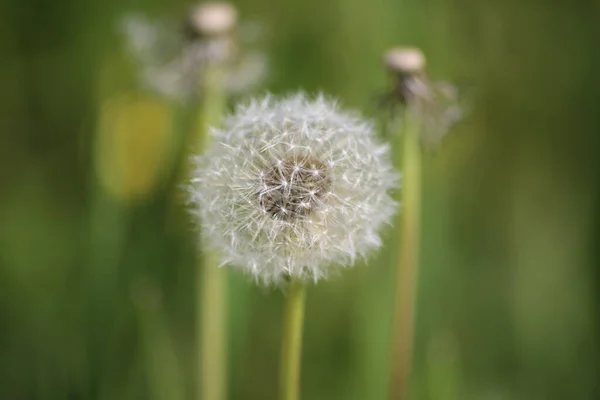 Selective Focus Shot Dandelion — Stock Photo, Image