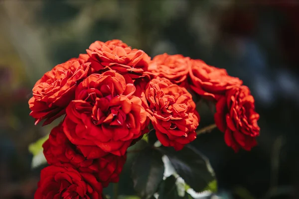 Close Das Lindas Rosas Vermelhas Floridas Jardim — Fotografia de Stock