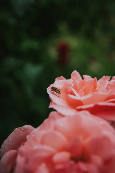 Closeup Bee Pollinating Pink Rose Covered Water Droplets — Stock Photo, Image