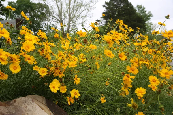 Szelektív Fókusz Felvétel Coreopsis Virágok Területen — Stock Fotó