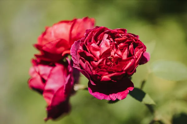 Closeup Blossomed Beautiful Red Roses Garden — Stock Photo, Image