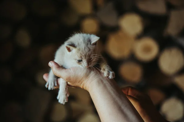 Närbild Person Som Håller Bedårande Fluffig Liten Brun Kattunge — Stockfoto
