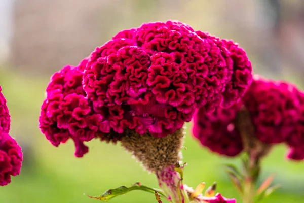 庭でピンクのセロシアのクリスタータの花のクローズアップショット — ストック写真