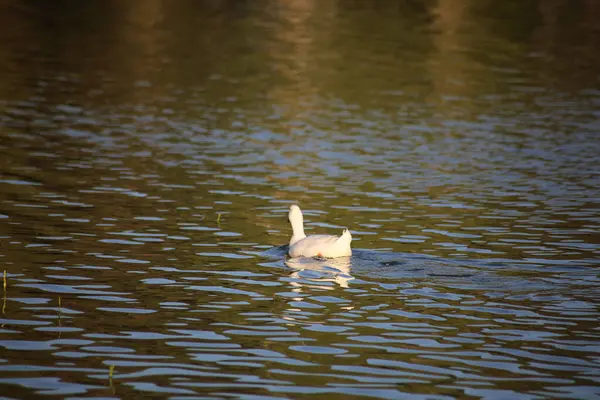 Una Hermosa Vista Pato Flotando Lago —  Fotos de Stock