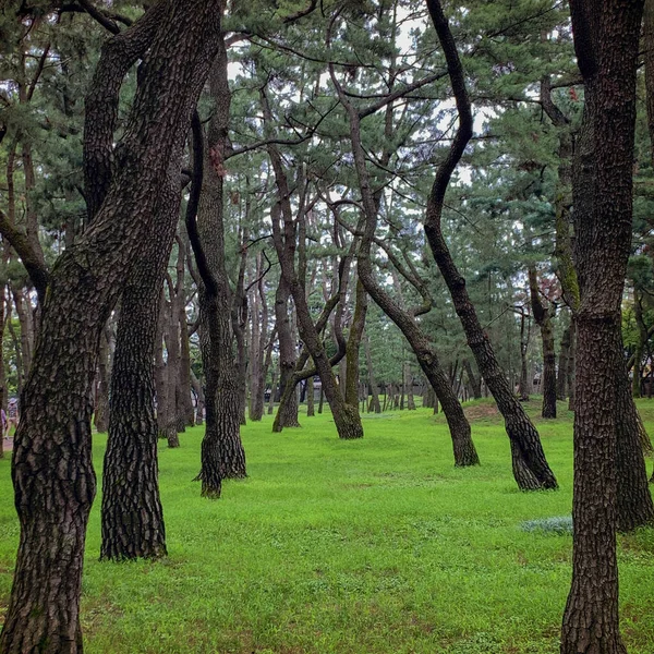 나무들 과푸른 풀들의 — 스톡 사진