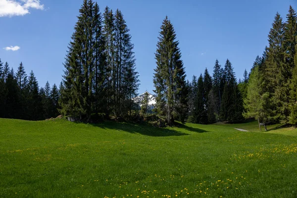 Una Hermosa Vista Los Árboles Prado Verde — Foto de Stock