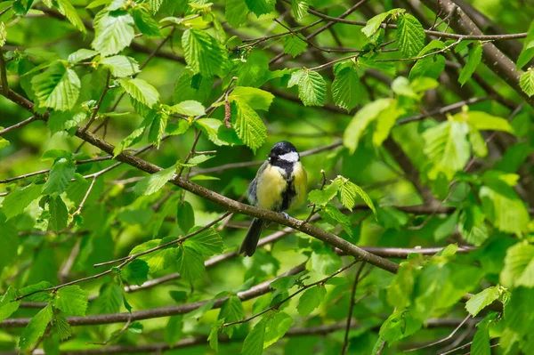 Selective Focus Shot Great Tit Perched Branch Green Leaves — 스톡 사진