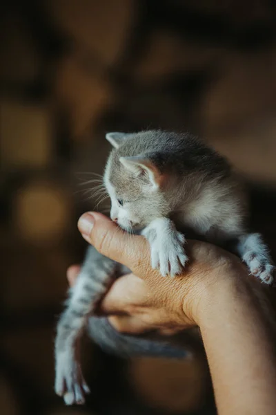かわいいふわふわの小さな灰色の子猫を持っている人のクローズアップ — ストック写真