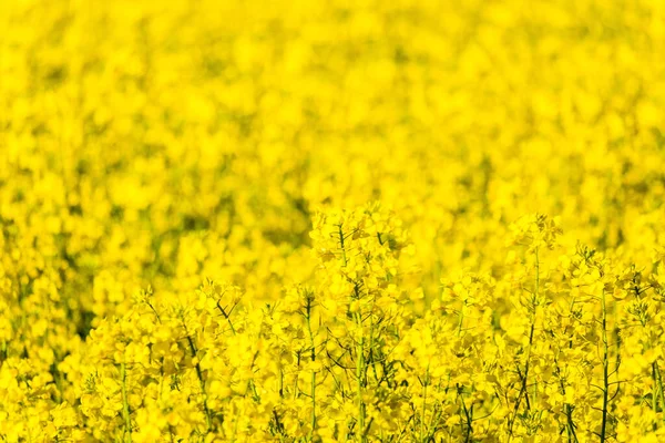 Selektivní Zaostření Záběru Zářivě Žlutých Květin Ozářených Jasným Slunečním Světlem — Stock fotografie