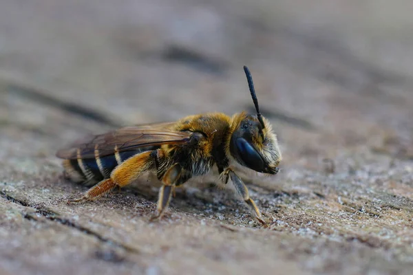 Küçük Bir Gorse Maden Arısının Andrena Ovatula Bir Odun Parçasının — Stok fotoğraf