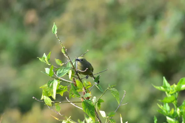 Selective Focus Shot Great Tit Perched Branch Green Leaves — Photo