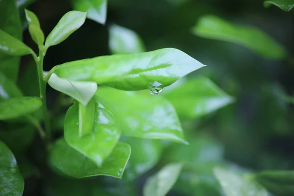 Zbliżenie Ujęcia Zielonych Liści Kropelkami Wody — Zdjęcie stockowe