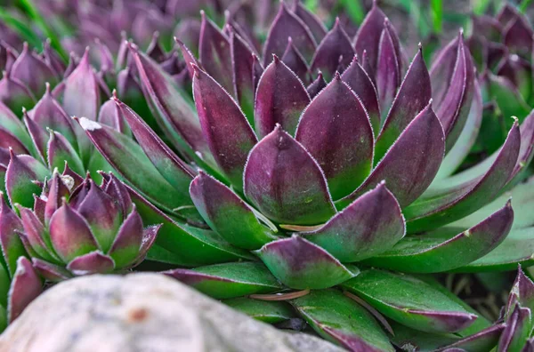 Primer Plano Una Flor Alcachofa Violeta Sobre Fondo Borroso —  Fotos de Stock