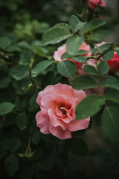 花园里那朵朵美丽的粉红色玫瑰的精选焦点 — 图库照片
