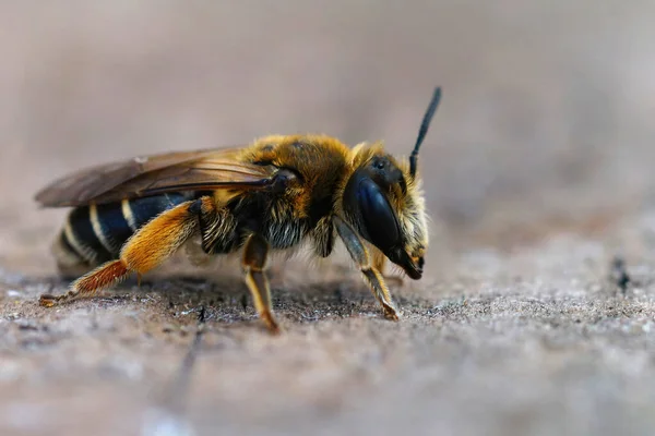 Wybiórcze Ujęcie Małego Gorsetowego Pszczoły Górniczej Andrena Ovatula Kawałku Drewna — Zdjęcie stockowe