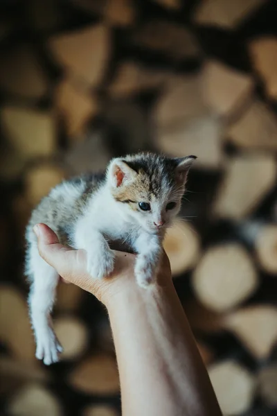 一个人抱着一只可爱的毛茸茸的五彩斑斓的小猫的特写 — 图库照片
